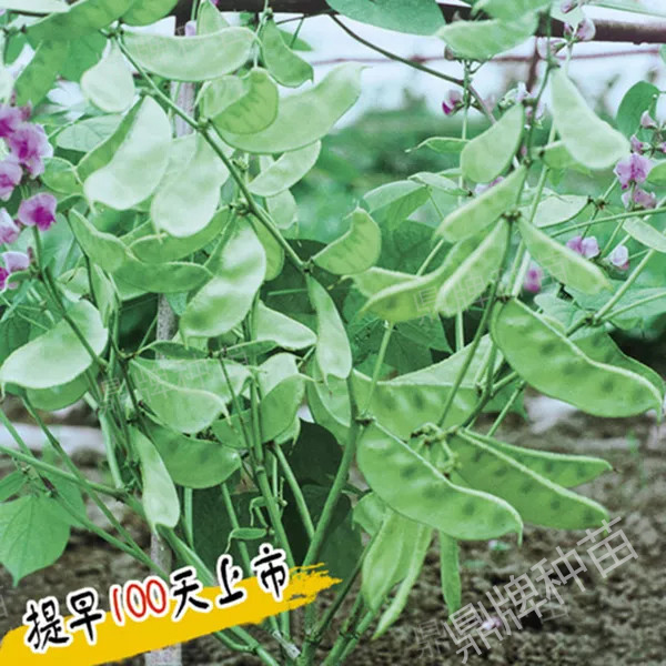 扁豆種子紅花1號