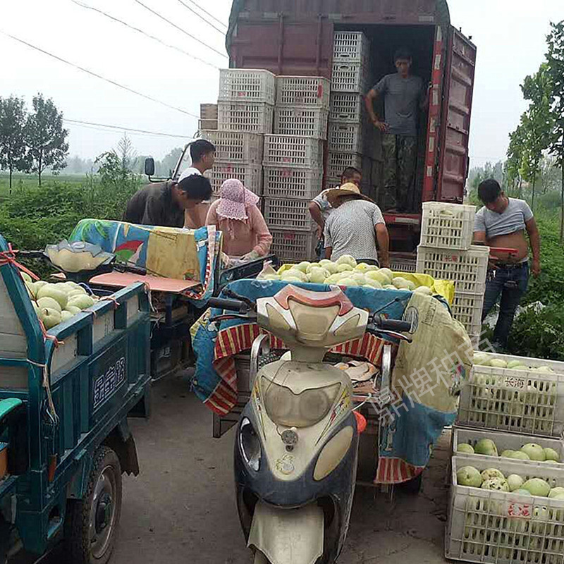 鼎牌甜瓜裝箱上車（濟(jì)寧）