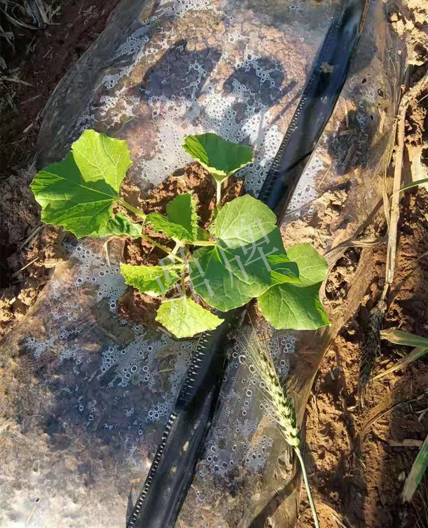 河南焦作的李向林今年種植甜瓜新品種，客戶直接拉貨走人