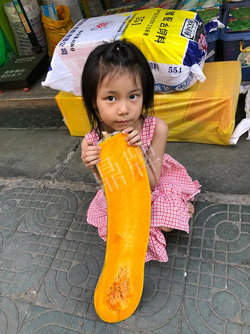 四川農(nóng)戶今年種“健美蜜本”南瓜產(chǎn)量高，品質(zhì)好，感覺巴適得很