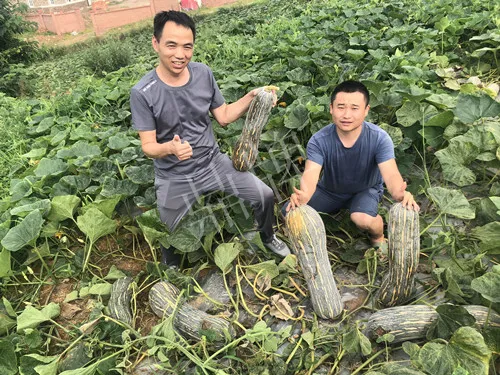 四川農(nóng)戶今年種“健美蜜本”南瓜產(chǎn)量高，品質(zhì)好，感覺巴適得很