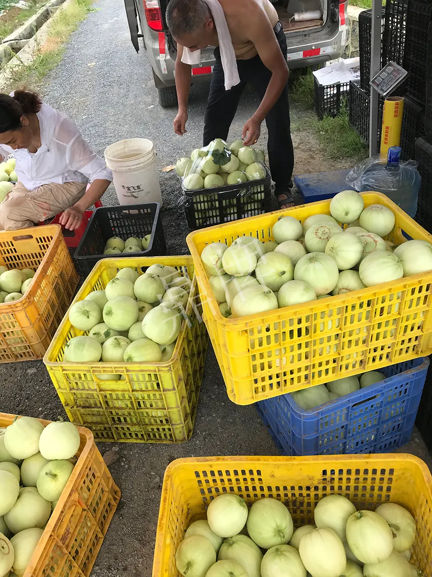 郴州農(nóng)戶(hù)種植新品種，果實(shí)又香又甜，很好賣(mài)