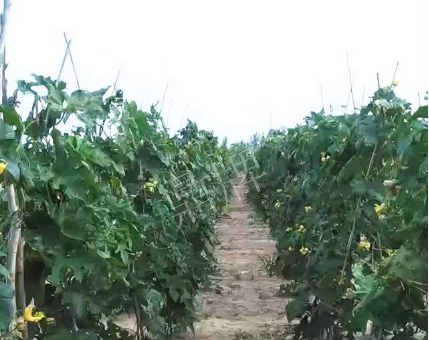 蔬菜種子種植戶客戶點評-種植這個品種，獲得高收入，老婆的功勞最大