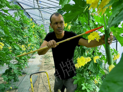 蔬菜種子種植戶客戶點評-這種絲瓜在法國，批發(fā)都是30元/kg