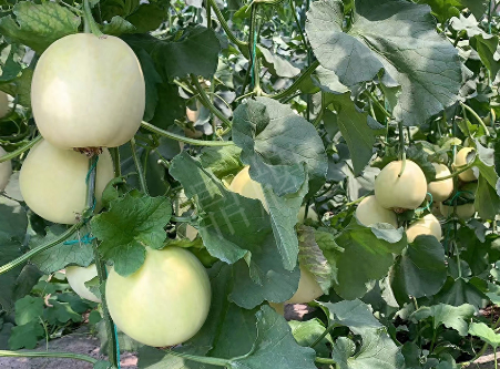 蔬菜種子種植戶客戶點評-“玉奶香2號”甜瓜，真的有那么好嗎？